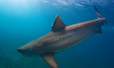 Shark